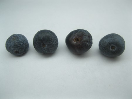 Shrivelled berries