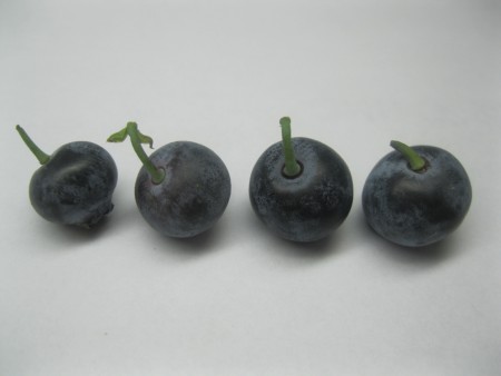 Pedicel