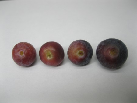 Red fruit